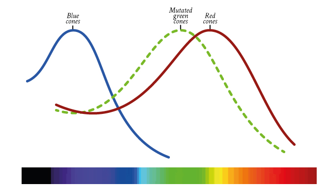 A Quick Introduction To Color Blindness We Are Colorblind