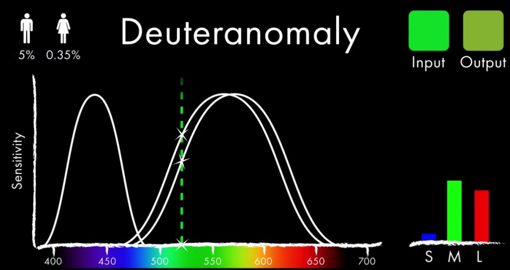 How Color Blindness Works We are Colorblind